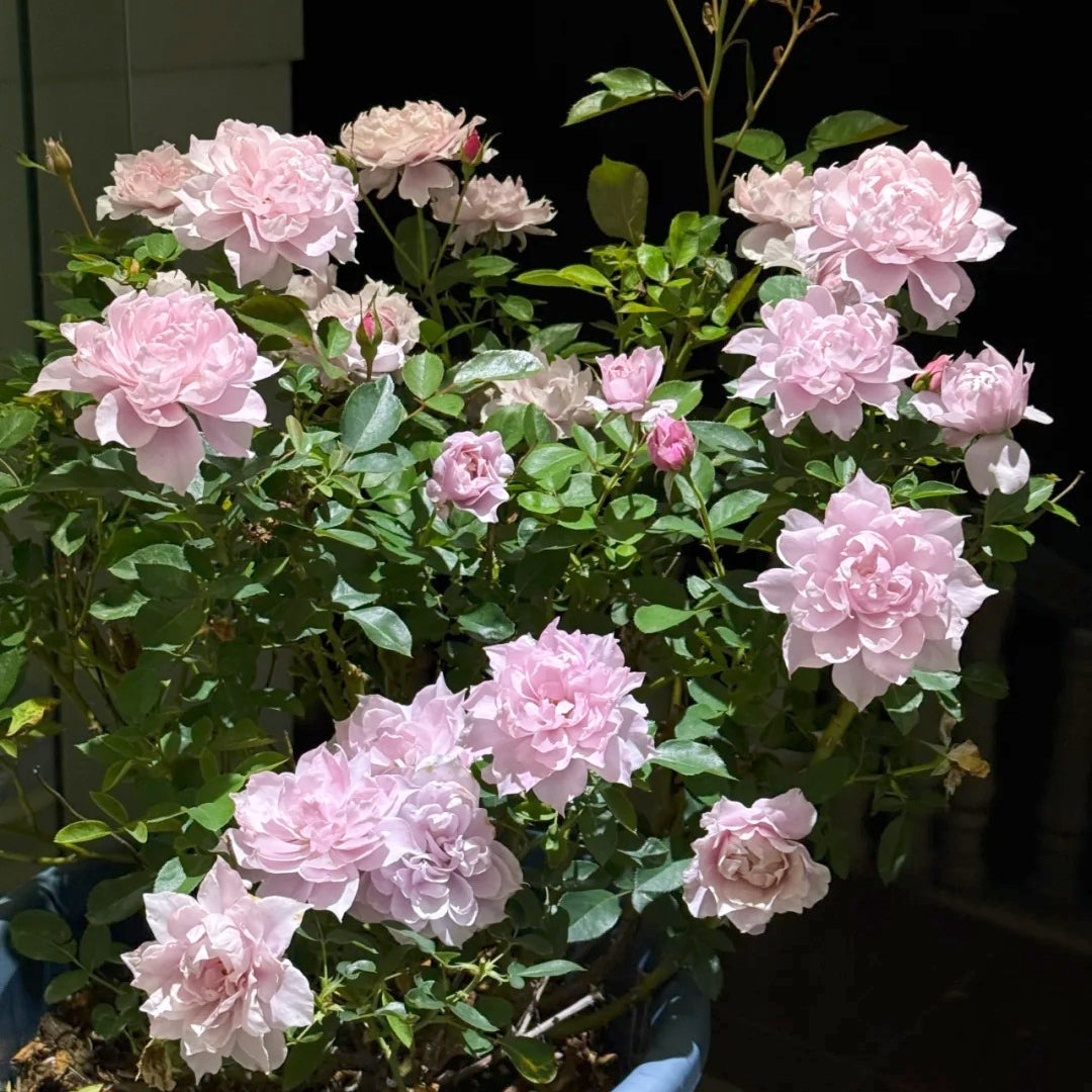 Huanzi Rose