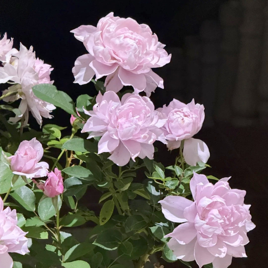 Huanzi Rose