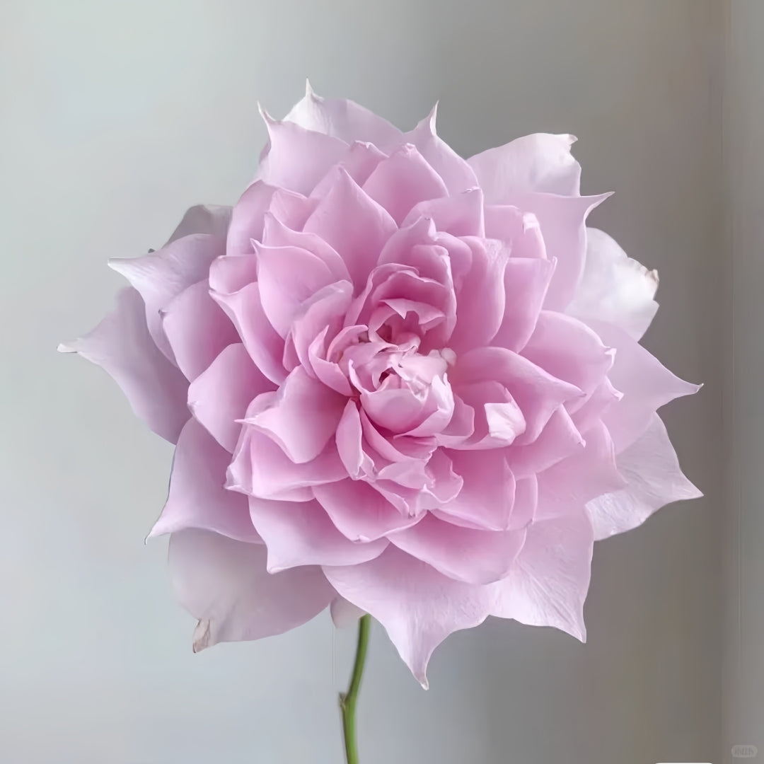 Huanzi Rose