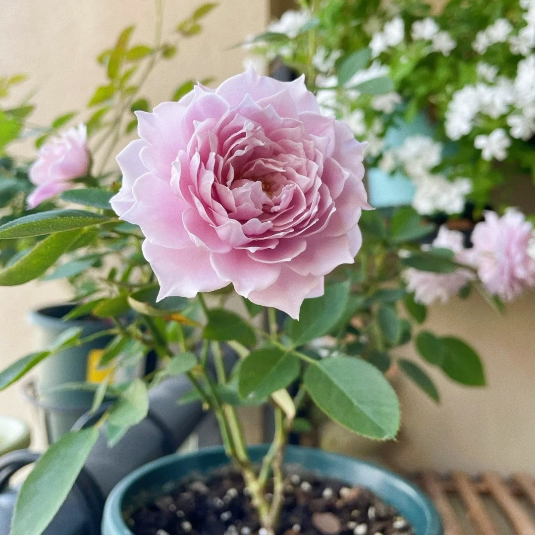 Huanzi Rose