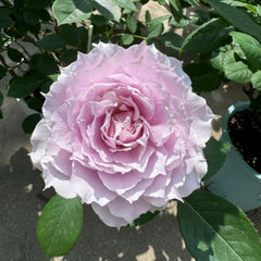 ROSE☆ROSEページ Huanzi Rose-幻紫｜Chinese Shrub Rose – Ergongzy Roses