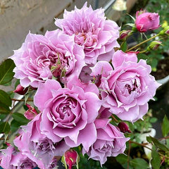 Huanzi Rose