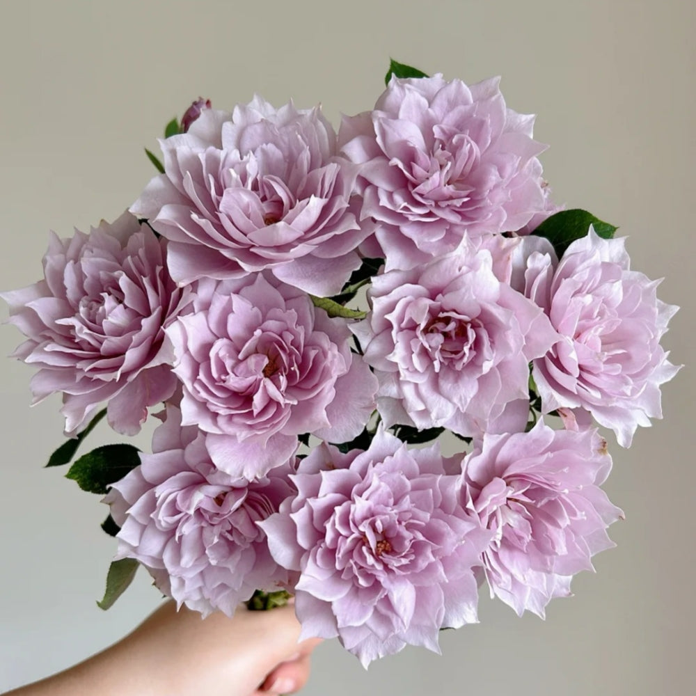 Huanzi Rose-幻紫｜Chinese Shrub Rose – Ergongzy Roses
