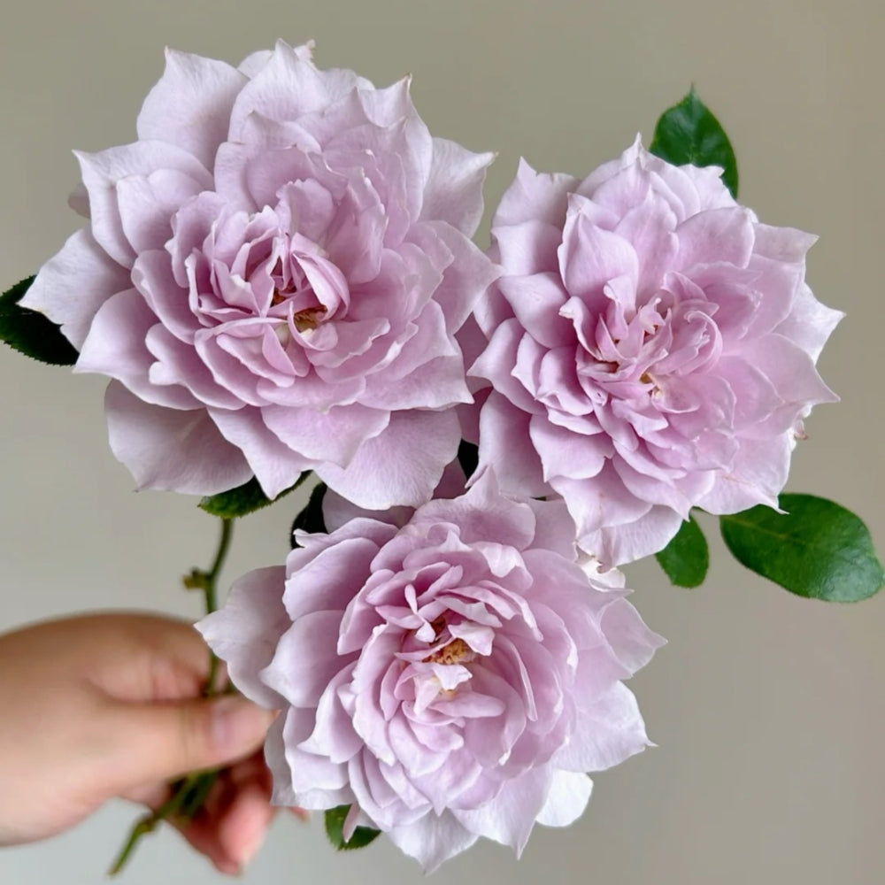 Huanzi Rose-幻紫｜Chinese Shrub Rose – Ergongzy Roses