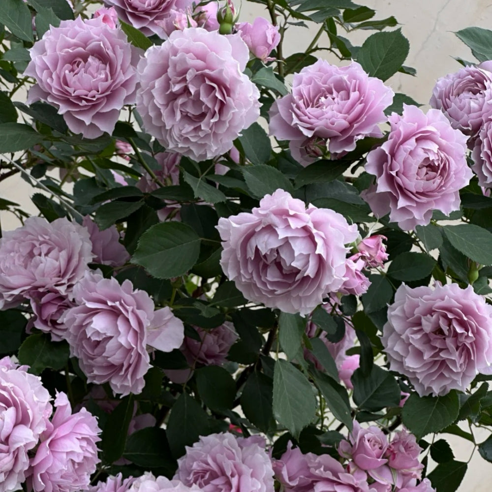 ROSE☆ROSEページ SPJ090，Neo Cherry Shallow 新浅樱桃，Japanese Florist Shrub
