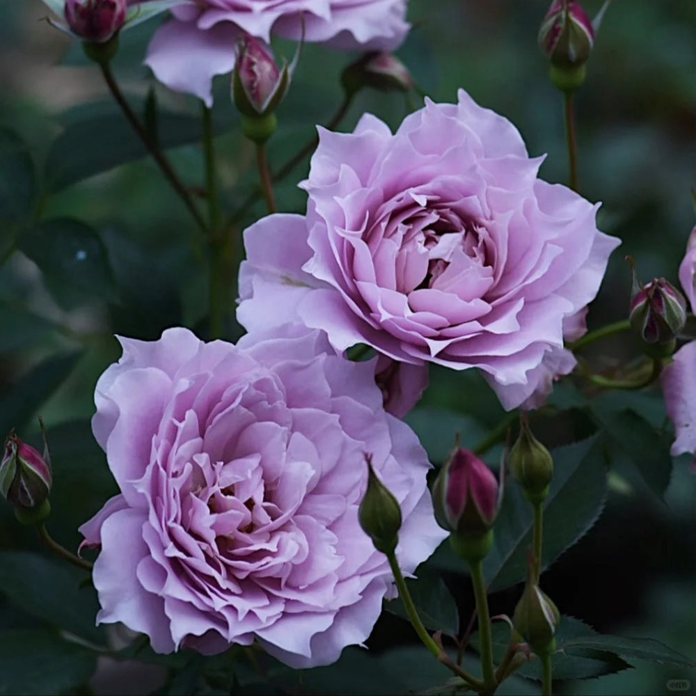 ROSE☆ROSEページ Huanzi Rose-幻紫｜Chinese Shrub Rose – Ergongzy Roses