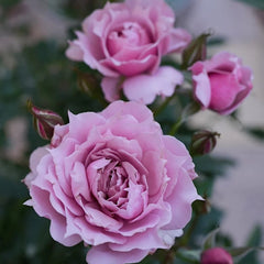 Huanzi Rose-幻紫｜Chinese Shrub Rose – Ergongzy Roses