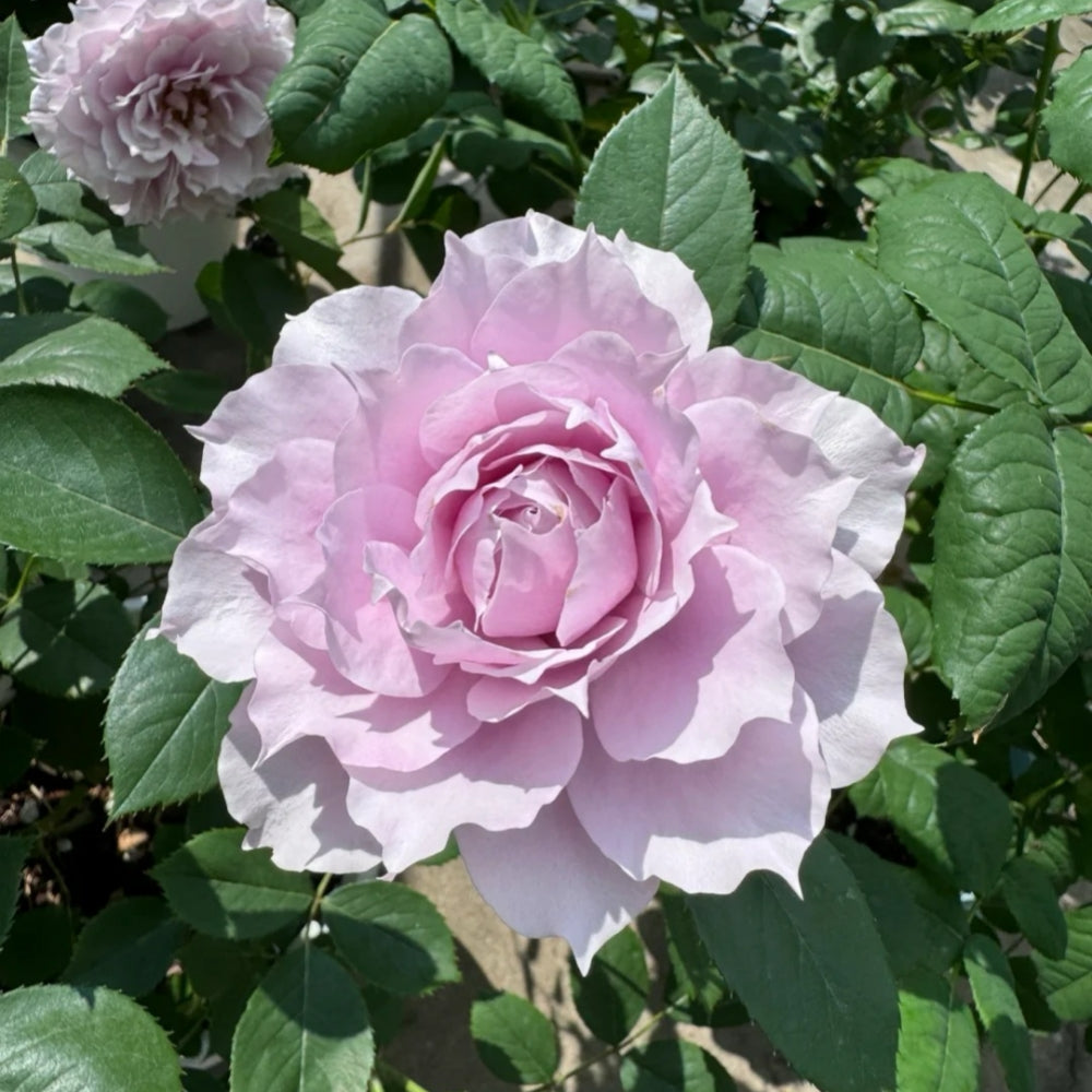 ROSE☆ROSEページ Huanzi Rose-幻紫｜Chinese Shrub Rose – Ergongzy Roses