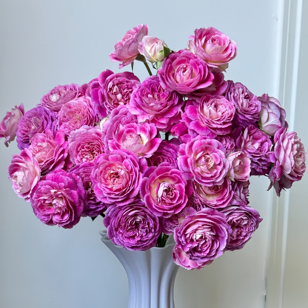 Huddersfield choral society rose