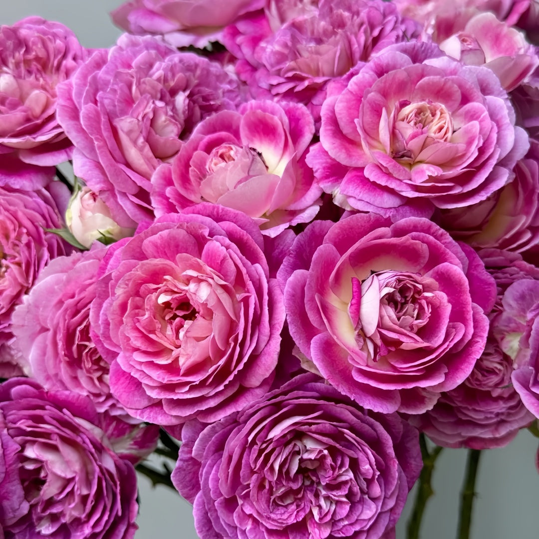 Huddersfield choral society rose