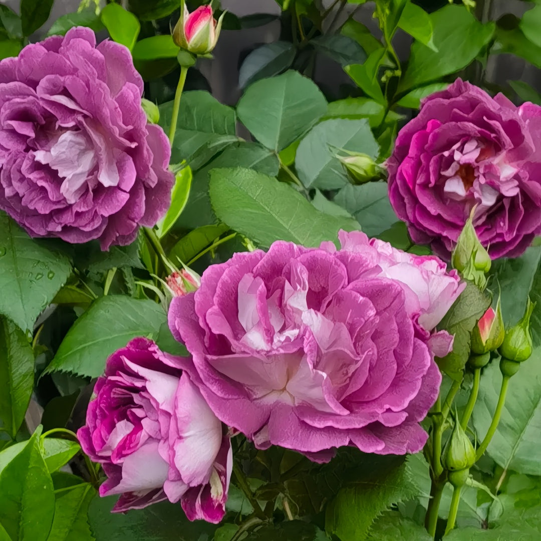 Huddersfield choral society rose