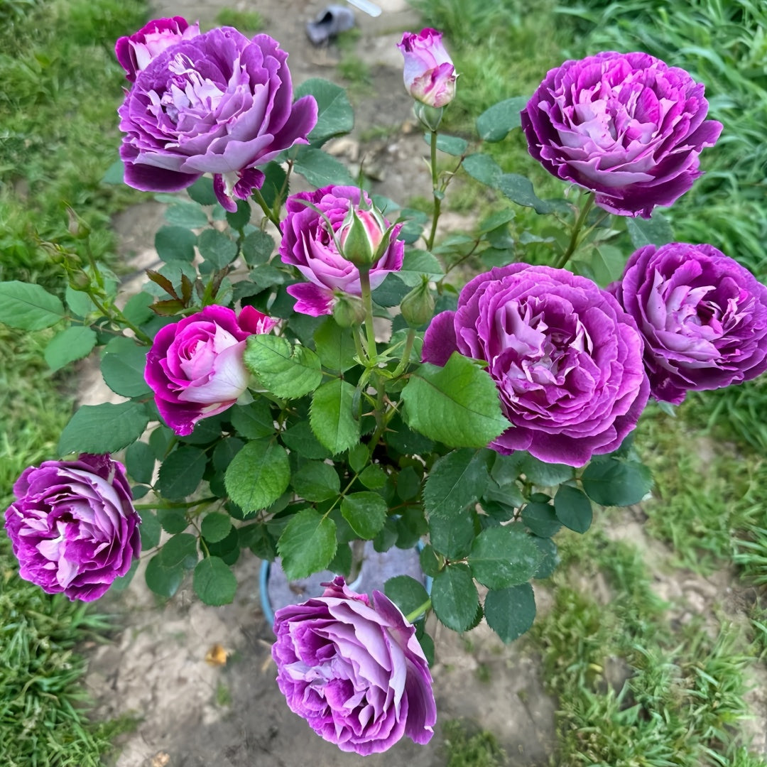 Huddersfield choral society rose