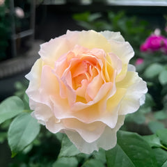 Huichun Rose