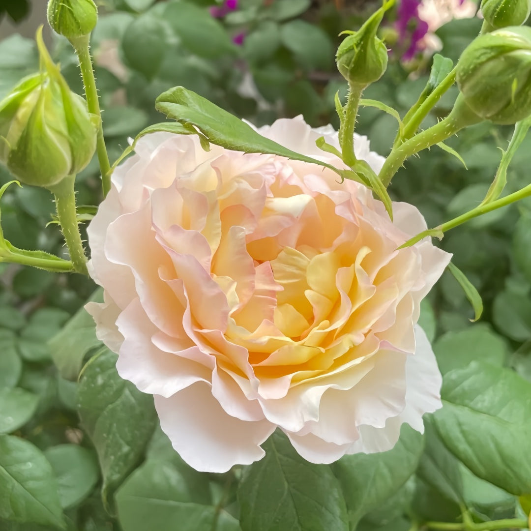 Huichun Rose