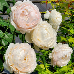 Huichun Rose