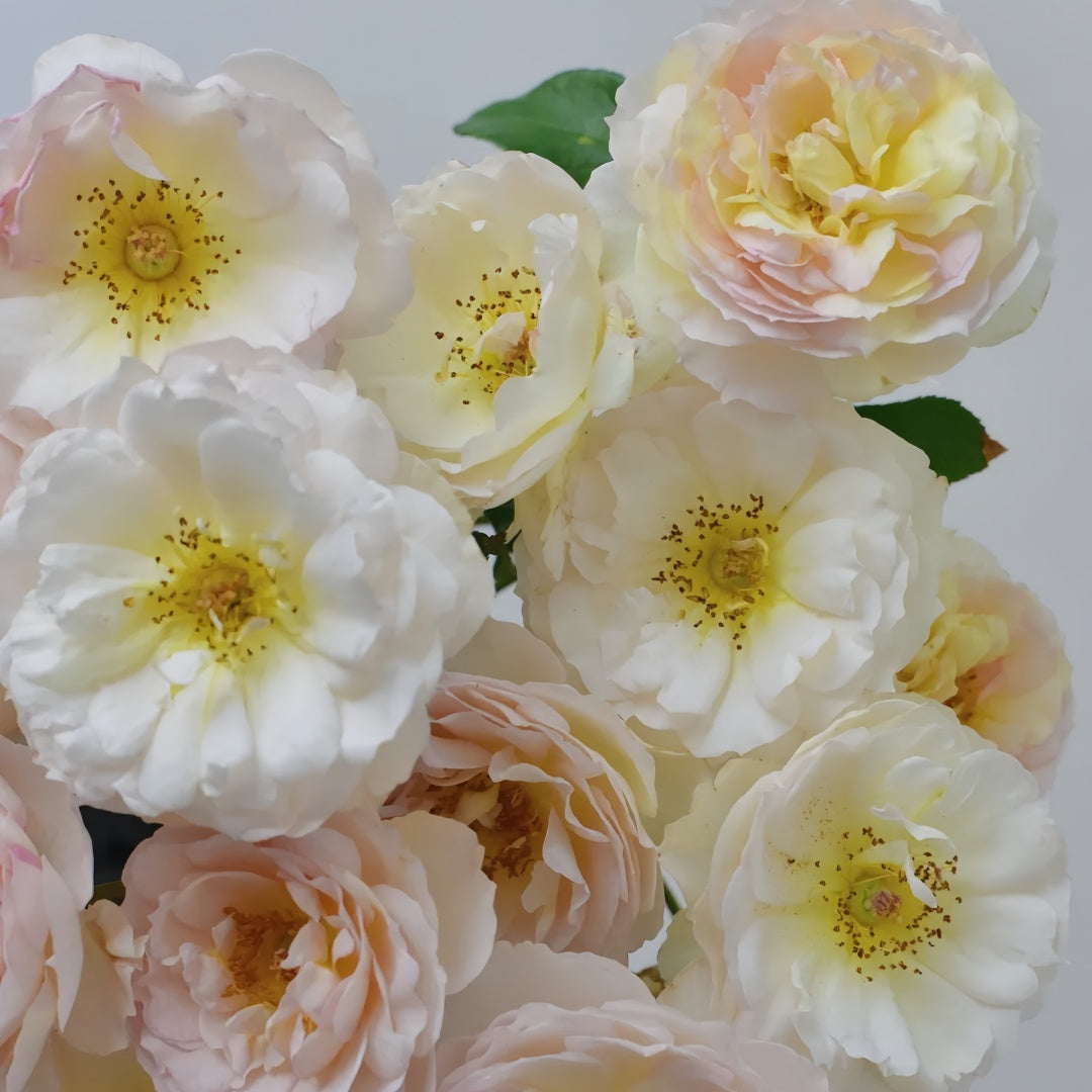 Huichun Rose