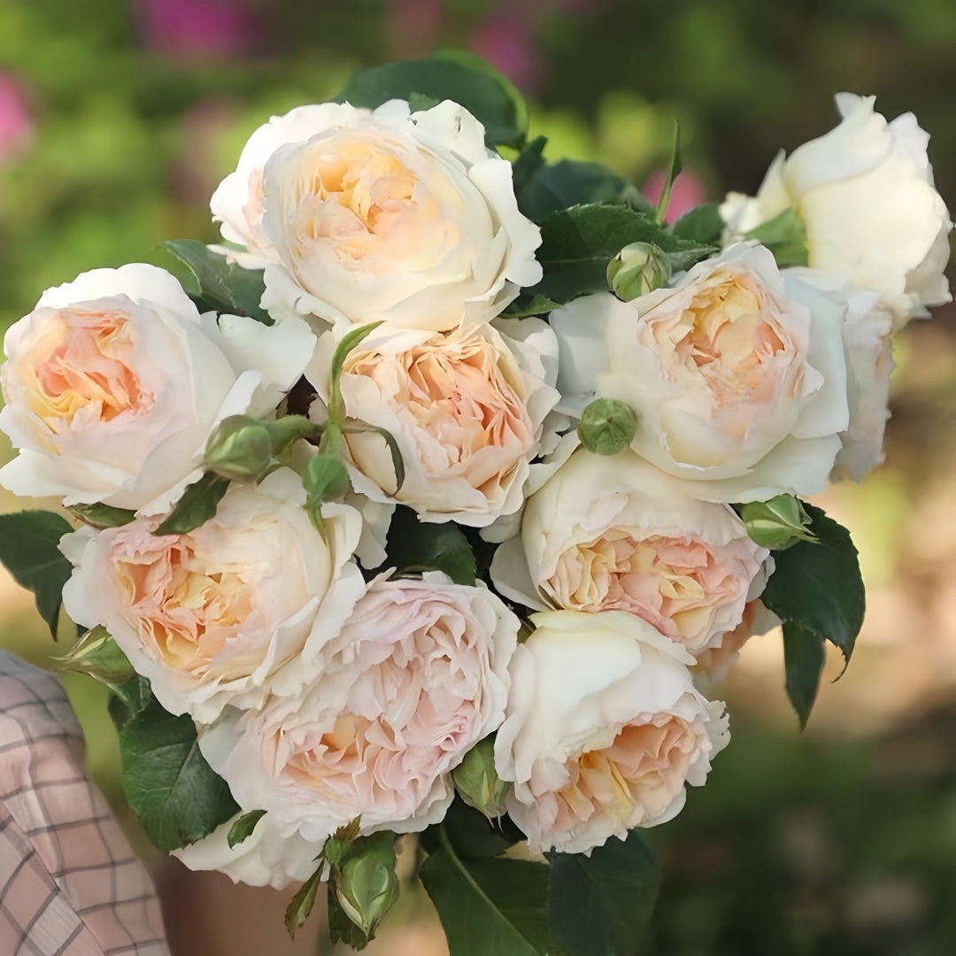 Huichun Rose