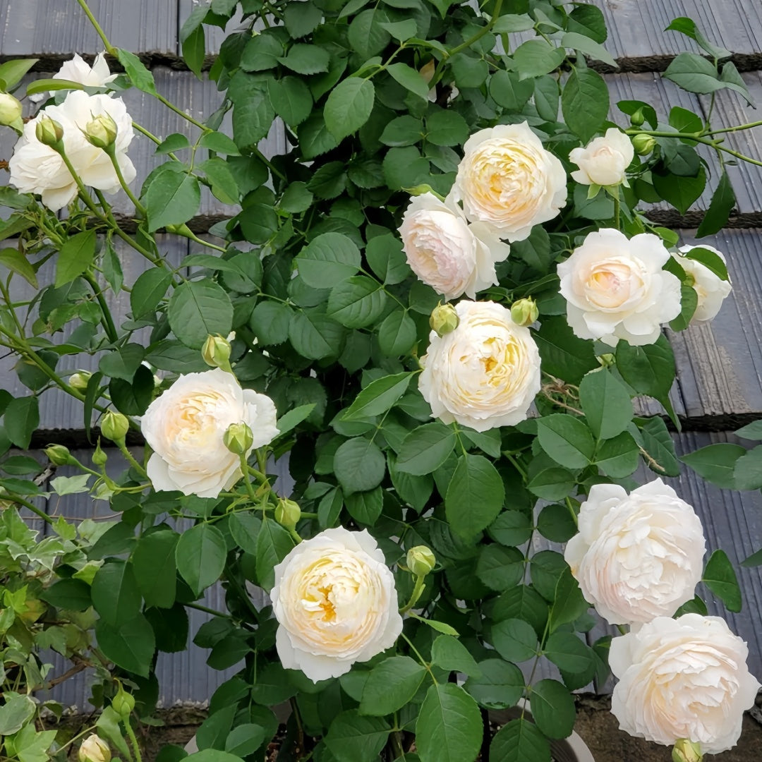 Huichun Rose