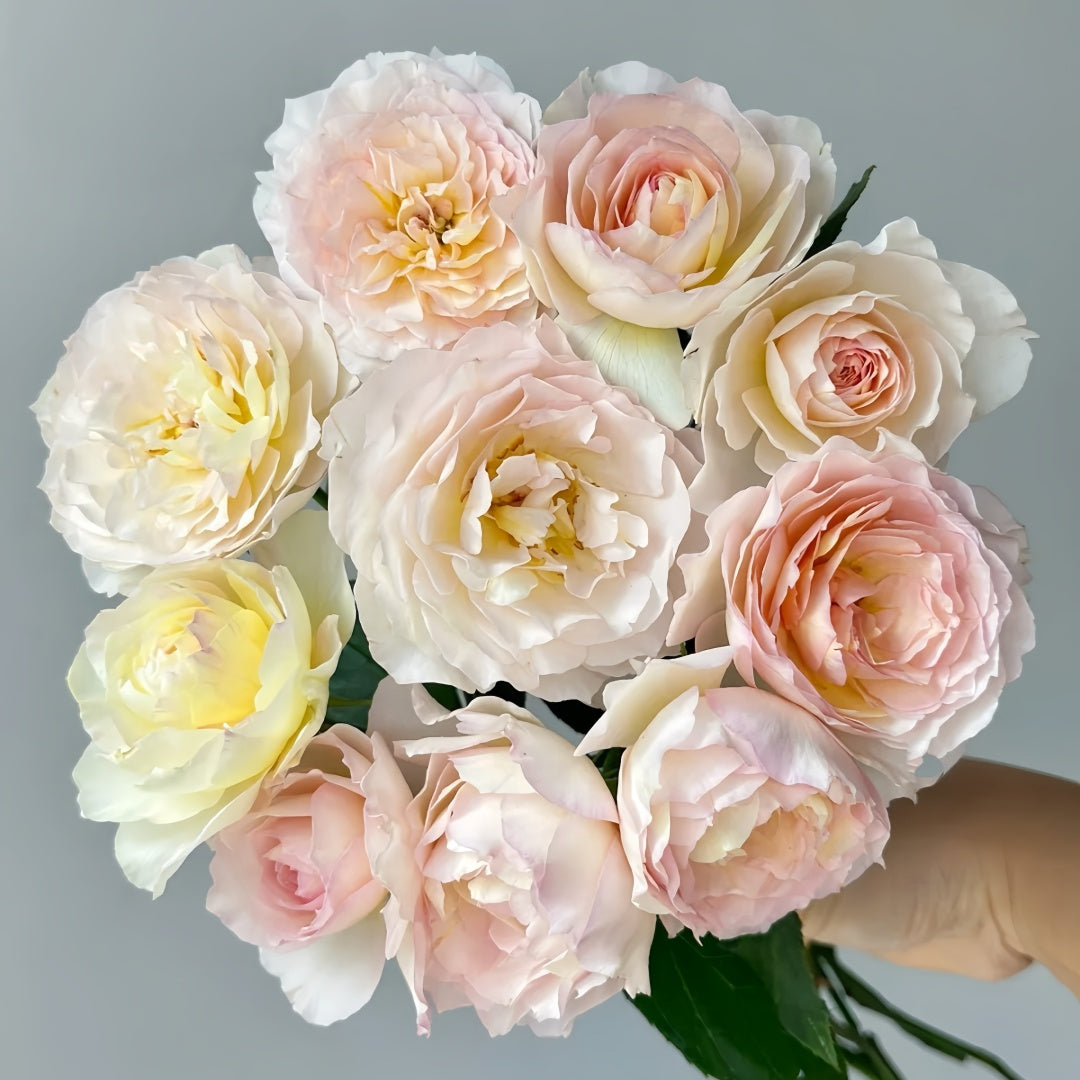 Huichun Rose