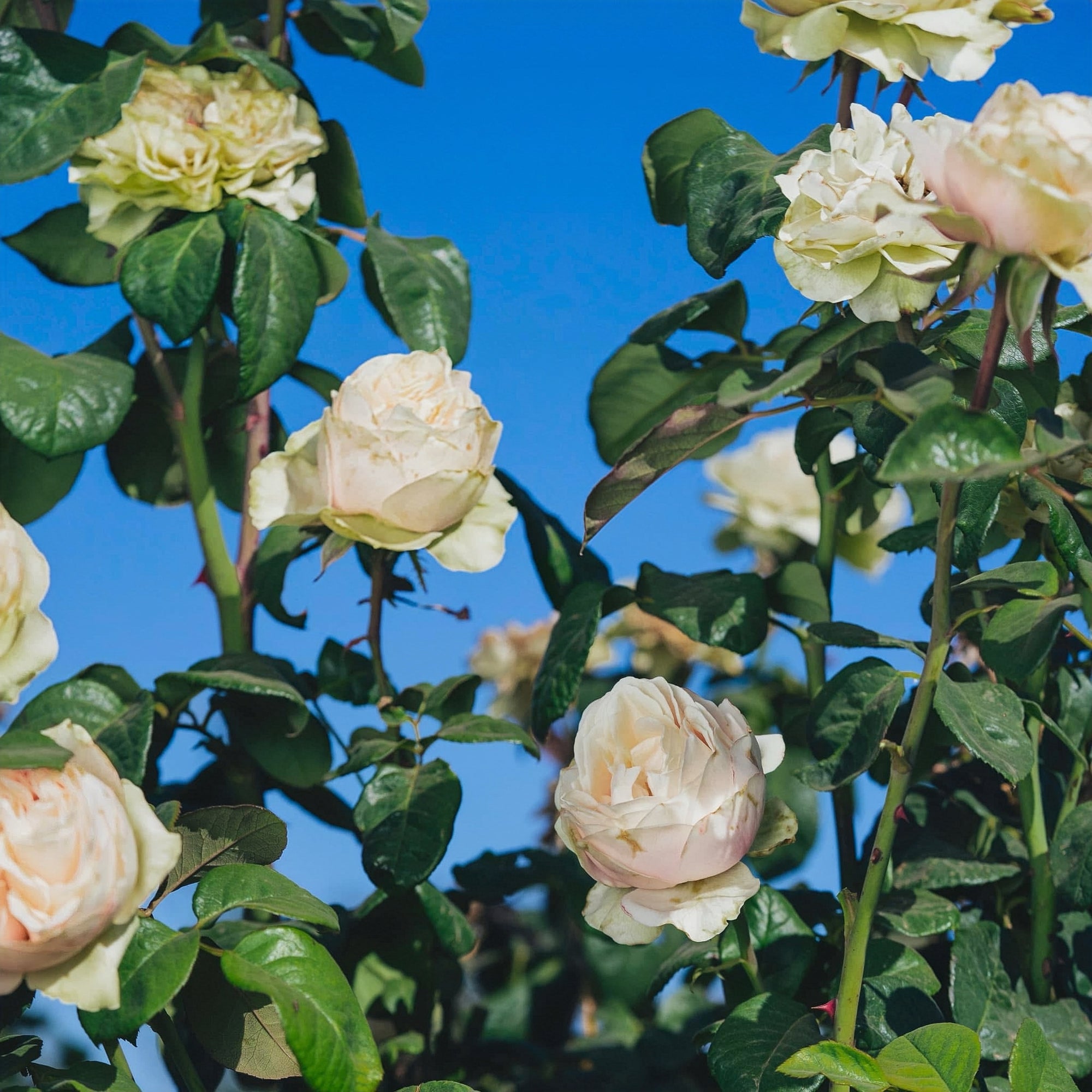 Rose love fountain 爱情喷泉