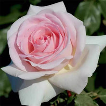 Prince Jardinier Rose.园艺王子