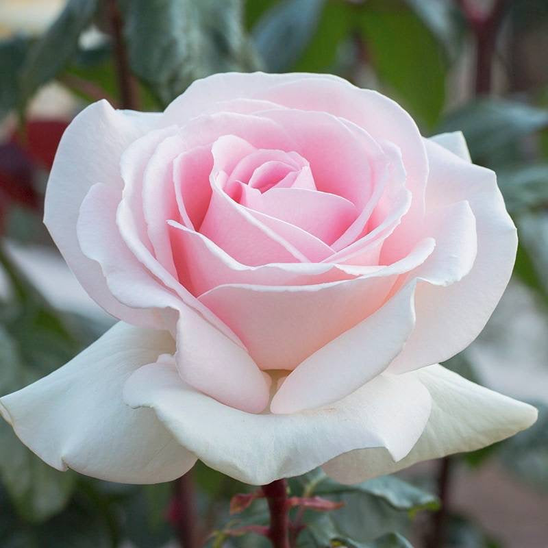 Prince Jardinier Rose.园艺王子