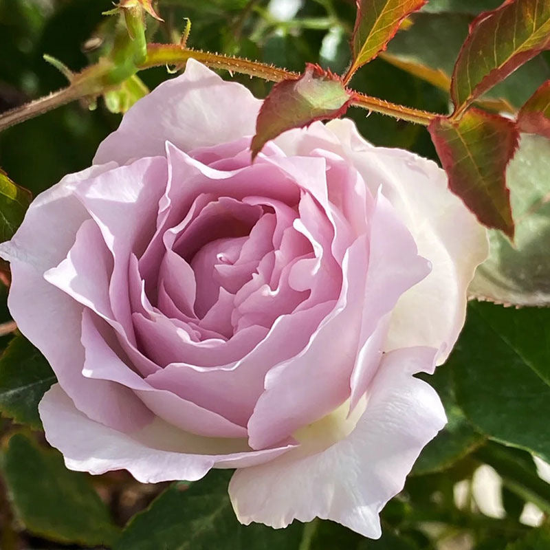 Lucifer Rose 光之天使路西法 · Rushufa · ルシファー – Ergongzy Roses