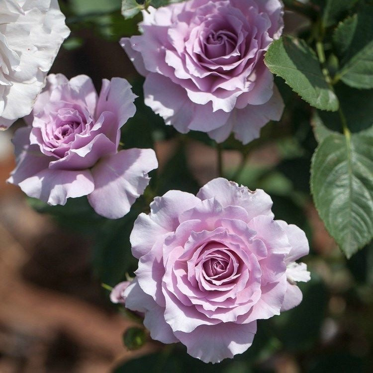 Rose Libellula 'リベルラ'蜻蜓