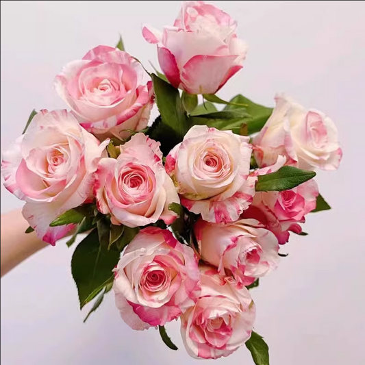 All Roses – Ergongzy Roses