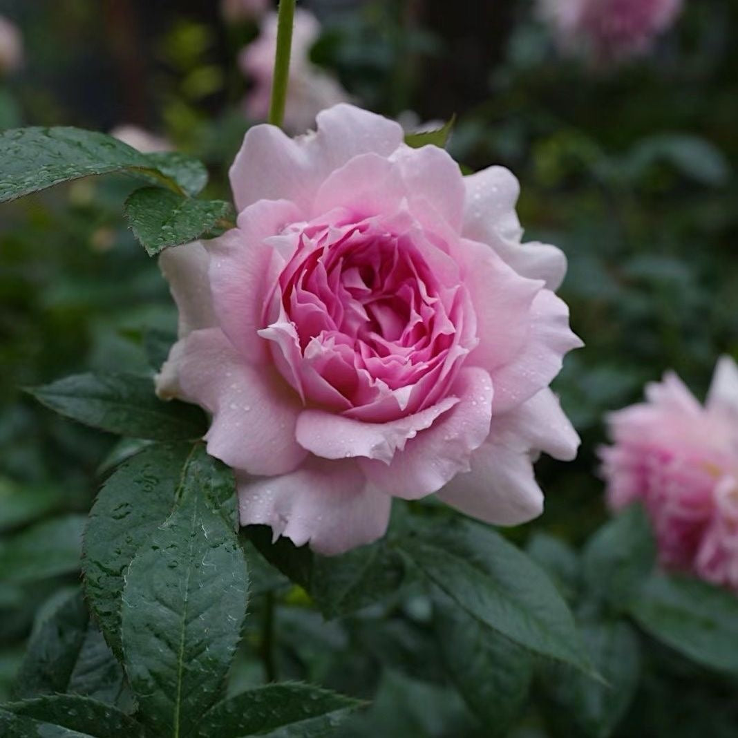 高評価なギフト Shrub Rose-镂空｜Japanese Ajourée Rose Roses Ergongzy – 財布・ケース・小物入れ
