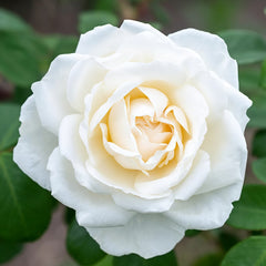 Icecap Rose