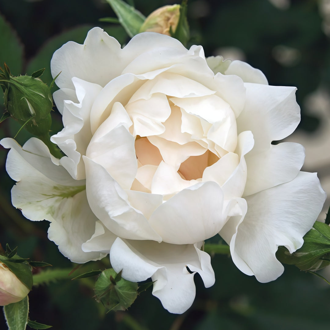 Icecap Rose