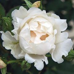 Icecap Rose