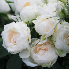 Icecap Rose