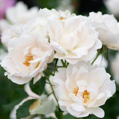 Icecap Rose