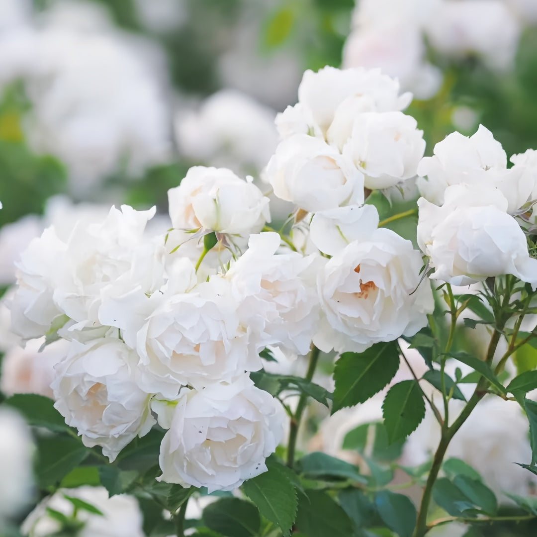 Icecap Rose