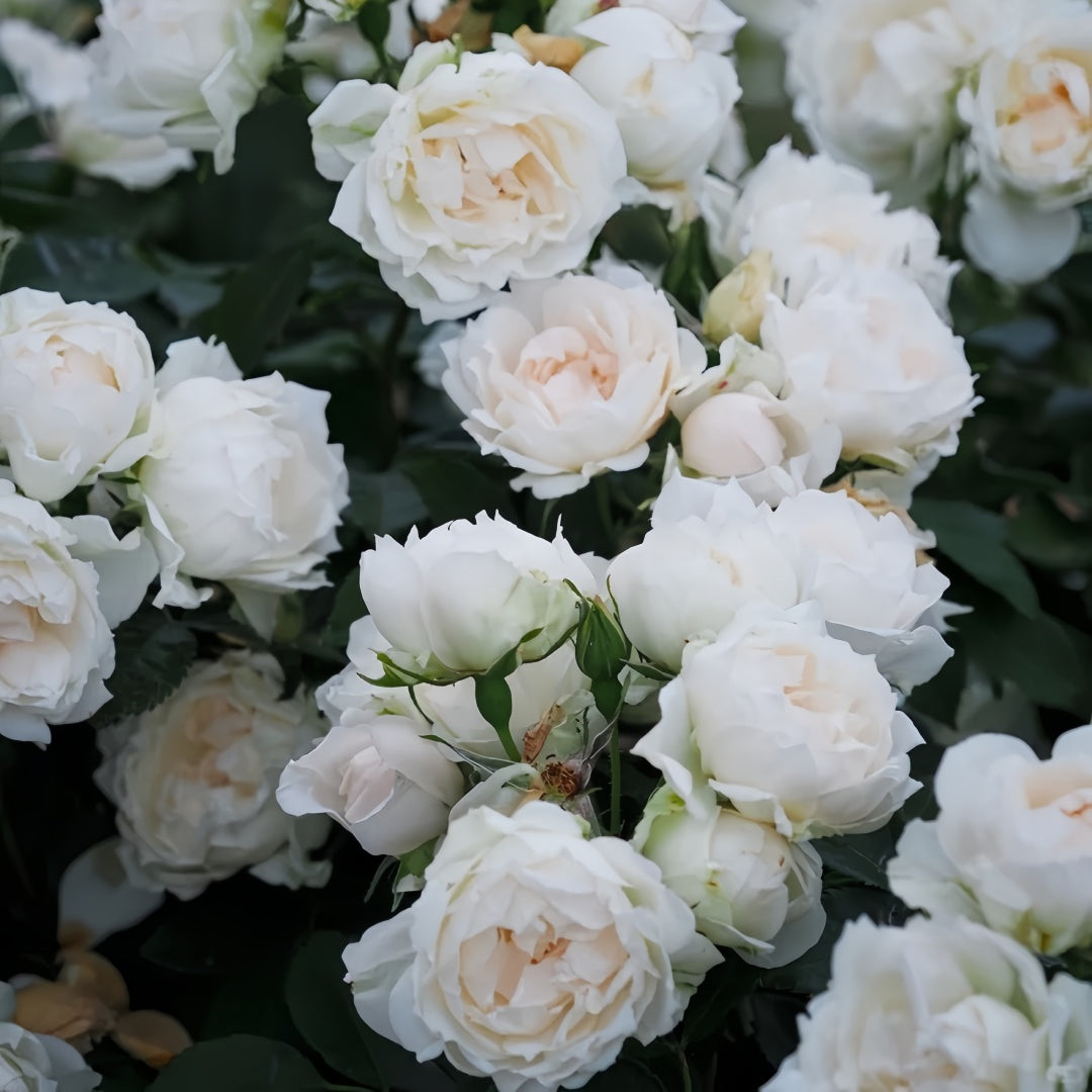 Icecap Rose
