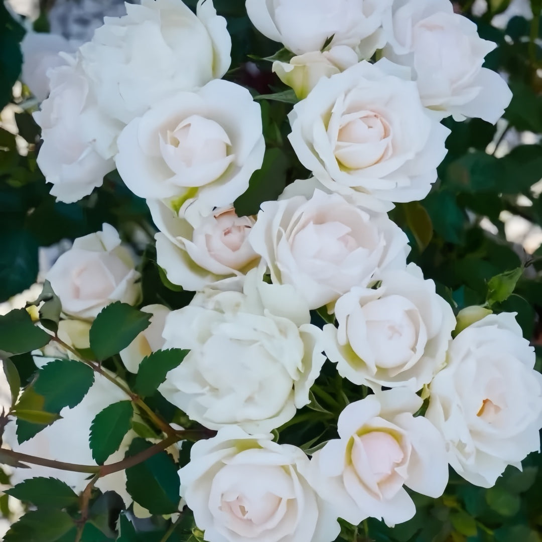 Icecap Rose