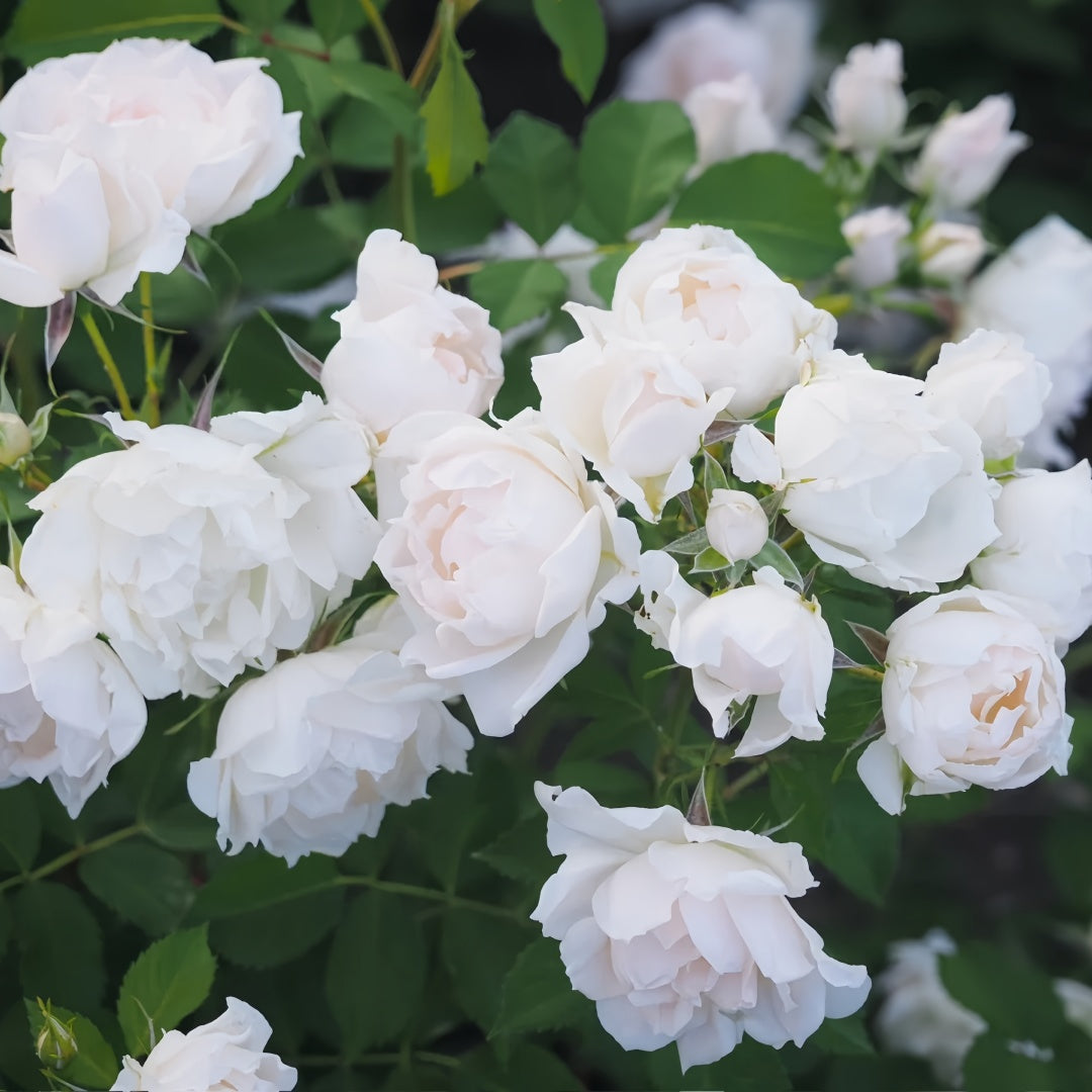 Icecap Rose
