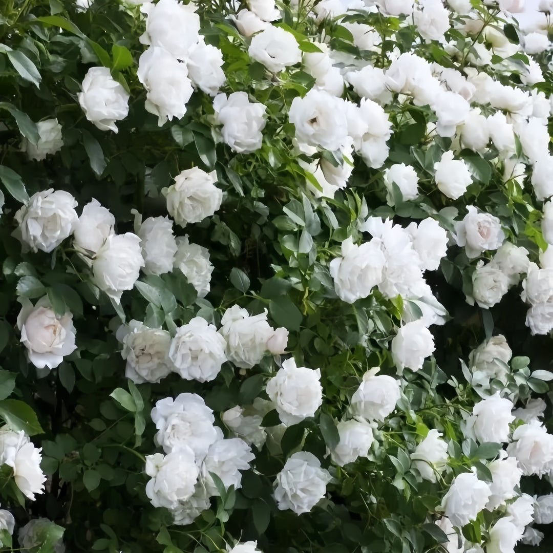Icecap Rose