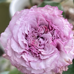 Ilias Rose