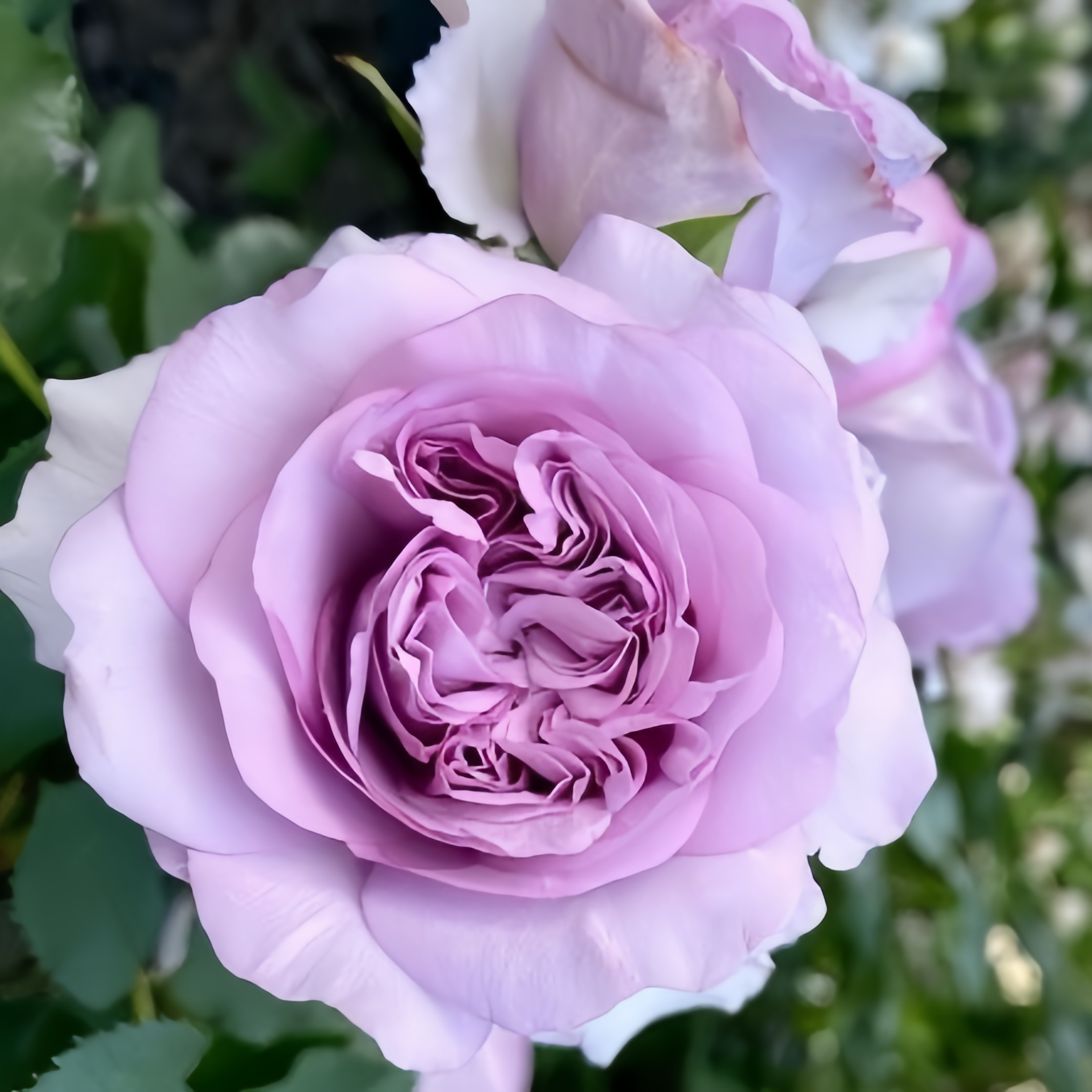 Ilias Rose