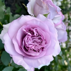 Ilias Rose