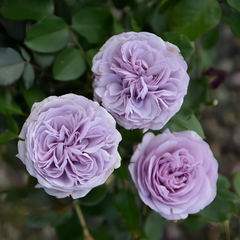 Ilias Rose