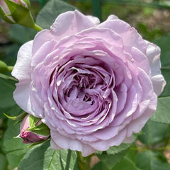 Ilias Rose
