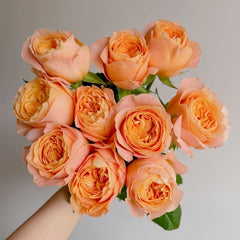 Imagine Rose