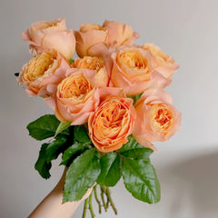 Imagine Rose