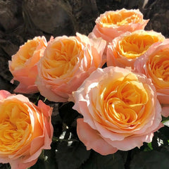 Imagine Rose
