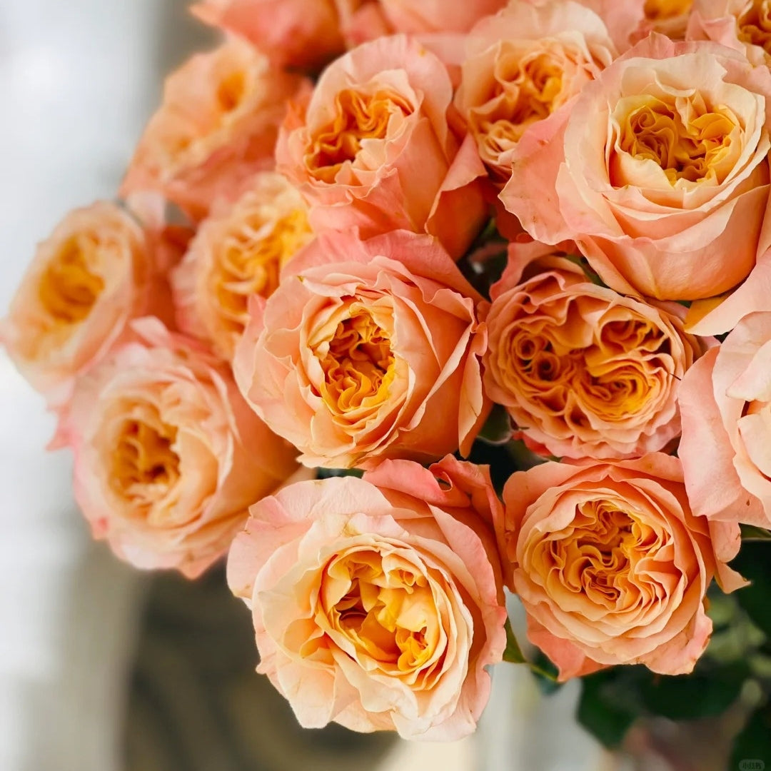 Imagine Rose
