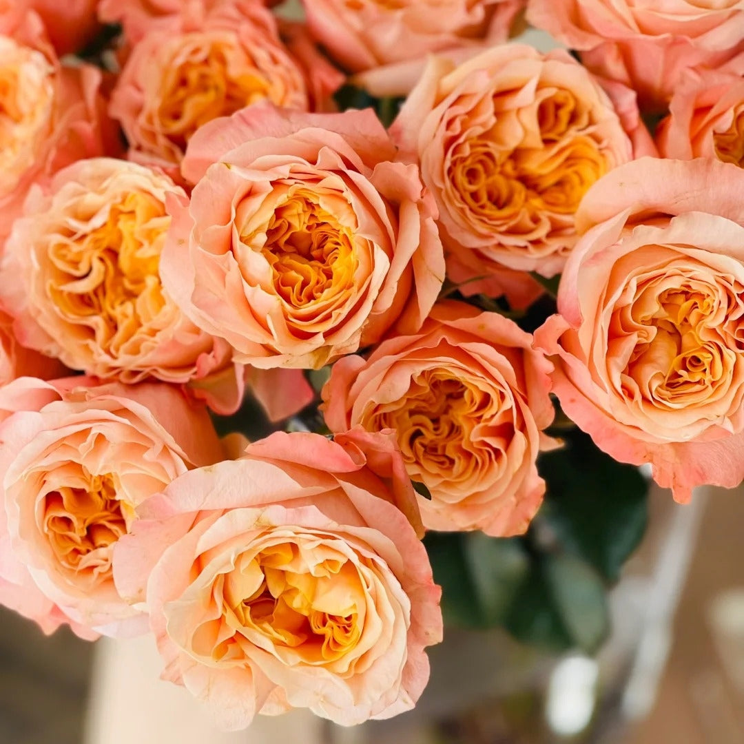 Imagine Rose